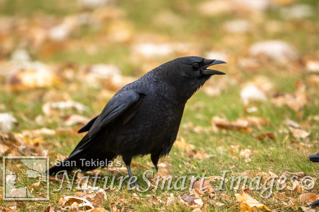 American Crow