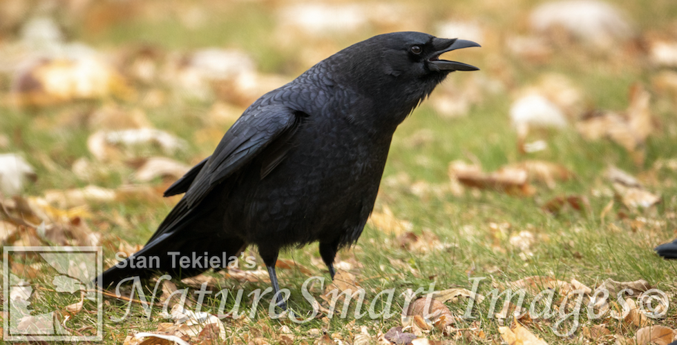 American Crow banner