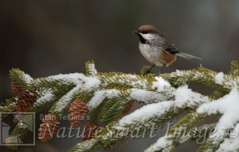 Winter Is A Challenging Time For Birds - Adventure Publications