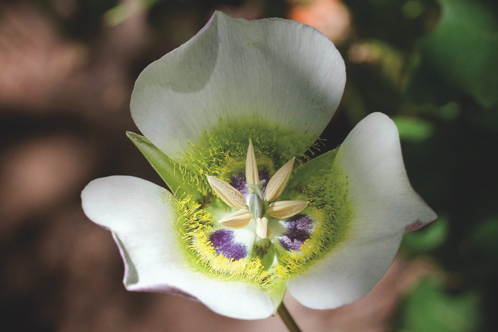 Wildflowers of Arizona and New Mexico