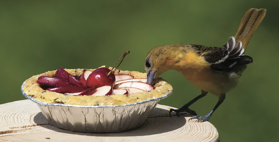 homemade bird food banner