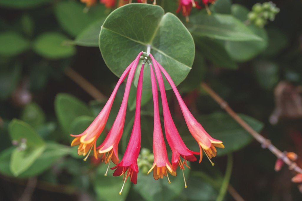 Wildflowers of Arizona and New Mexico