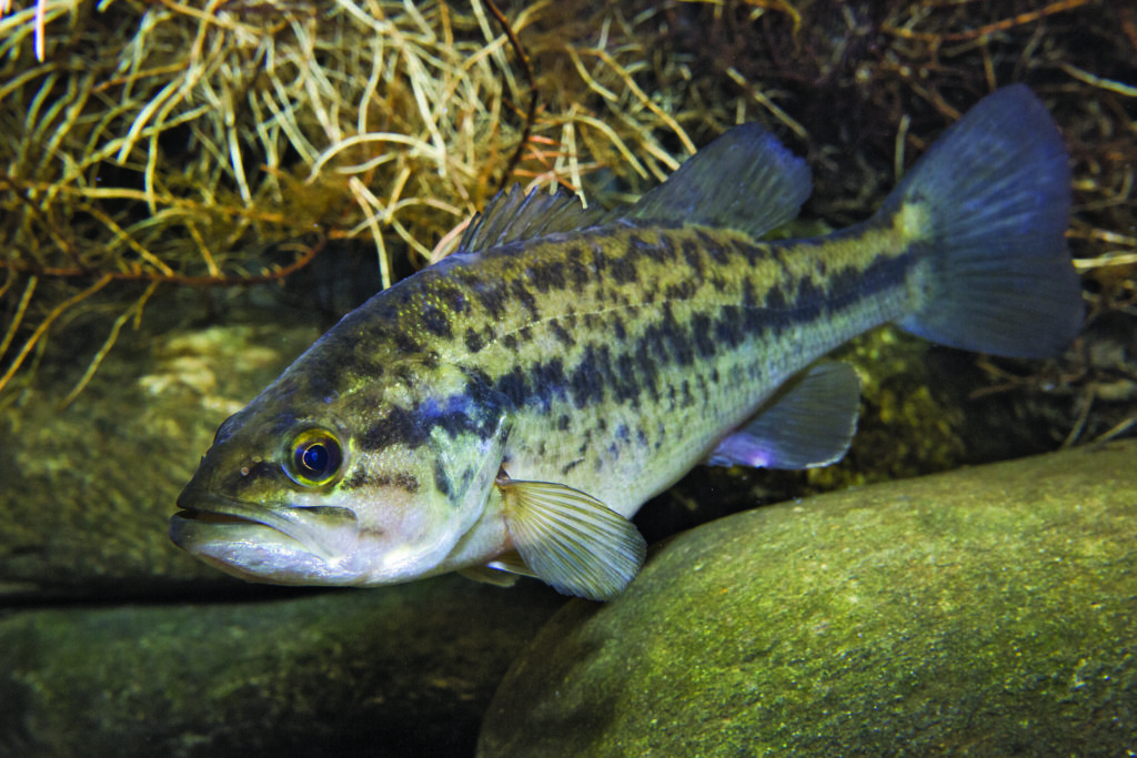 Freshwater Fishing by Dave Bosanko