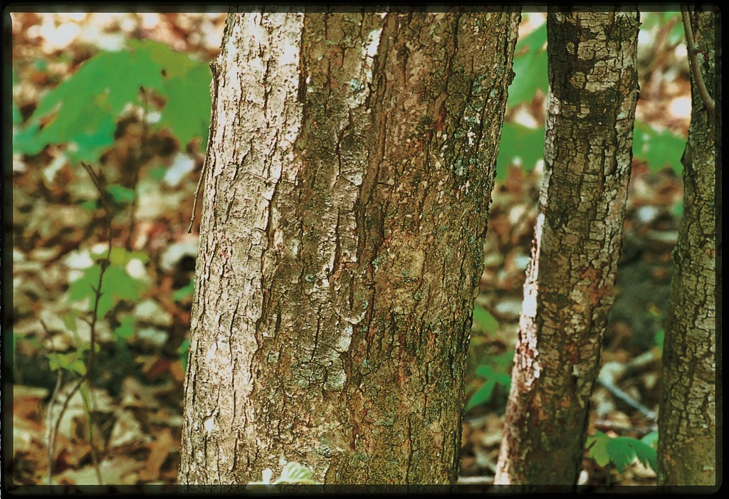 Trees of Michigan