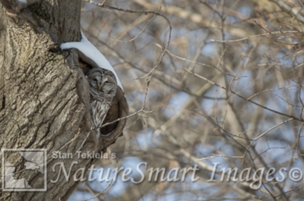 Winter is a Time of Plenty for Owls