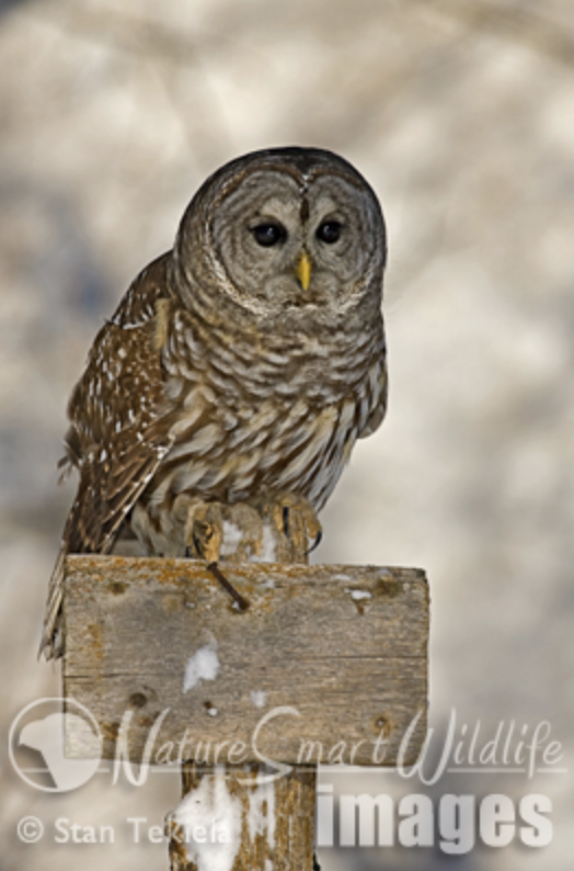 Winter is a Time of Plenty for Owls