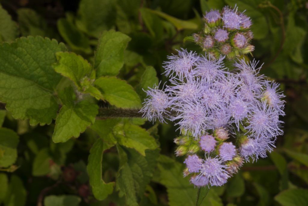 Native Plant Gardening