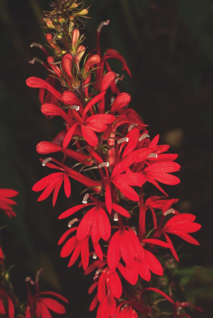 Native Plant Gardening