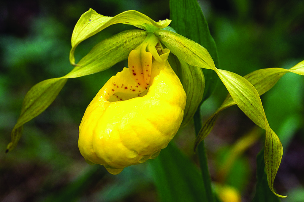 Wildflowers of the Northeast