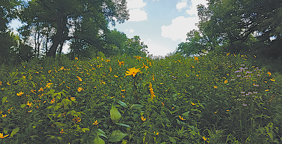Native Plant Gardening for Birds, Bees, & Butterflies: Upper Midwest Banner