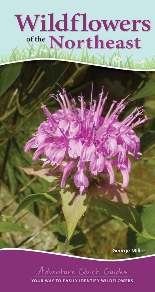 Wildflowers of the Northeast