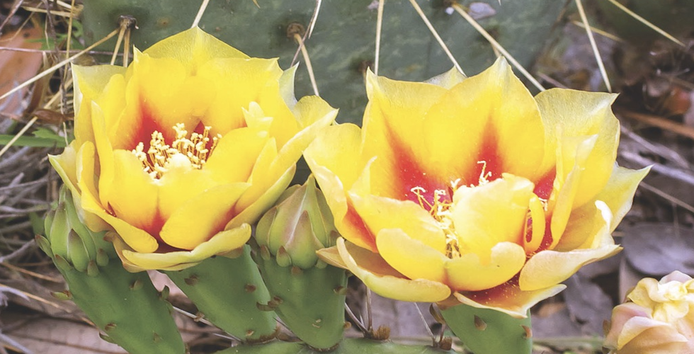 Wildflowers of Arizona and New Mexico banner