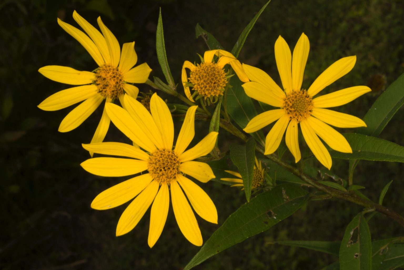 Wildflowers of the Northeast is Your Way to Easily Identify Wildflowers Adventure Publications