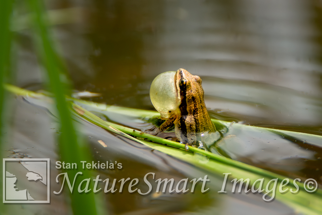 Chorus Frogs