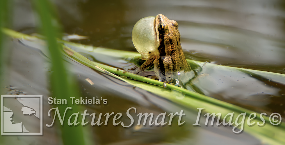 Chorus Frogs