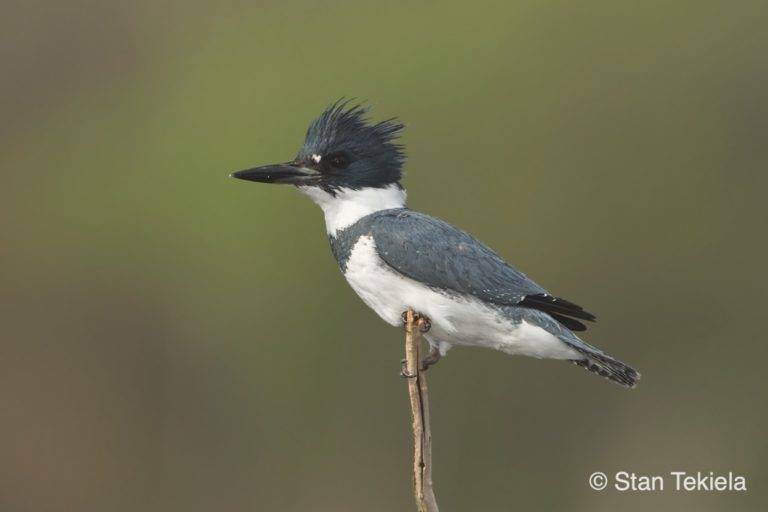 Discover Birds of Wisconsin with Stan Tekiela’s Field Guide Adventure