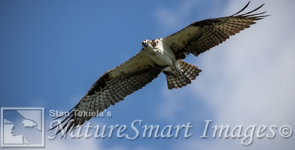 ospreys