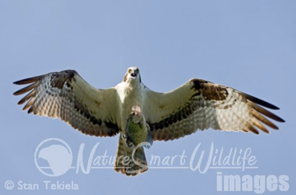 Ospreys