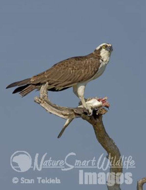 Ospreys