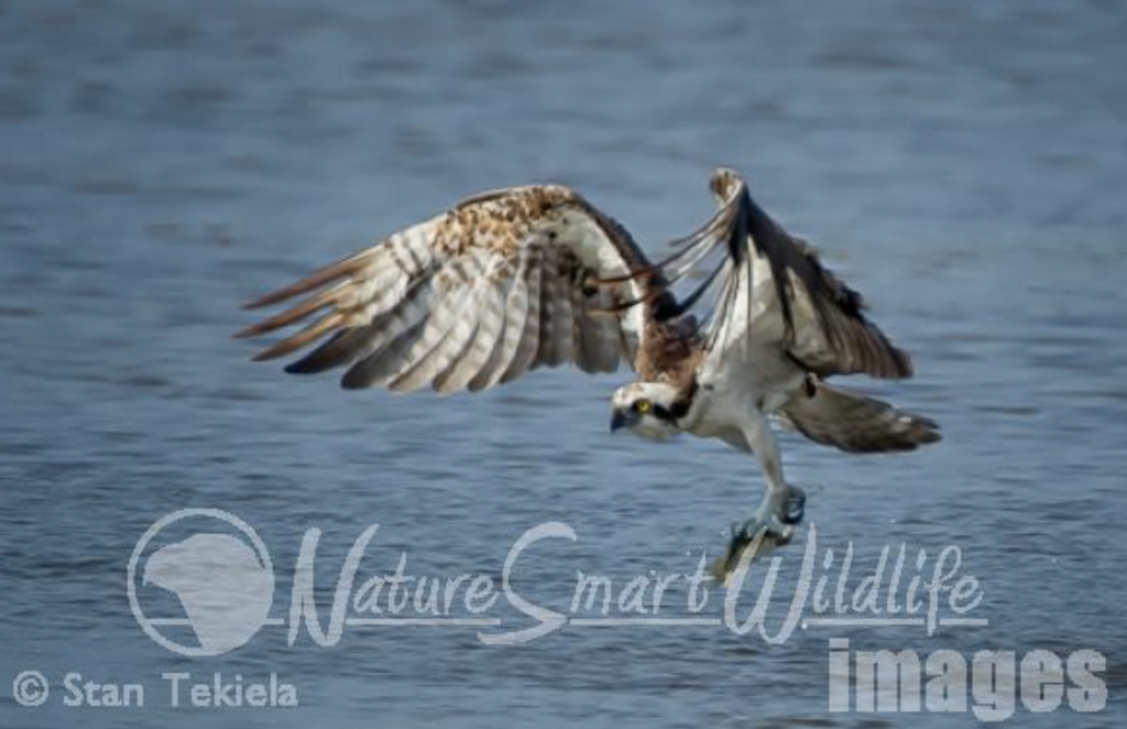 Ospreys