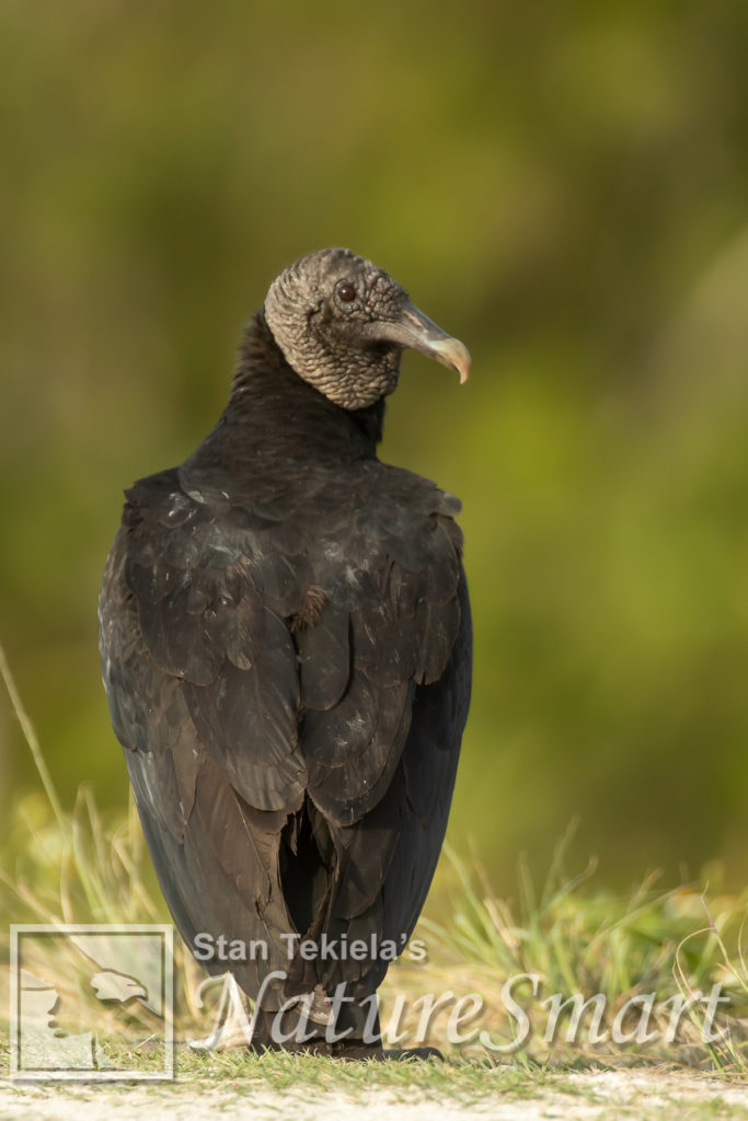 Black vultures