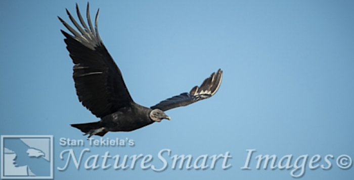 Black Vultures, While Not Popular, Are Really Cool Birds - Adventure 