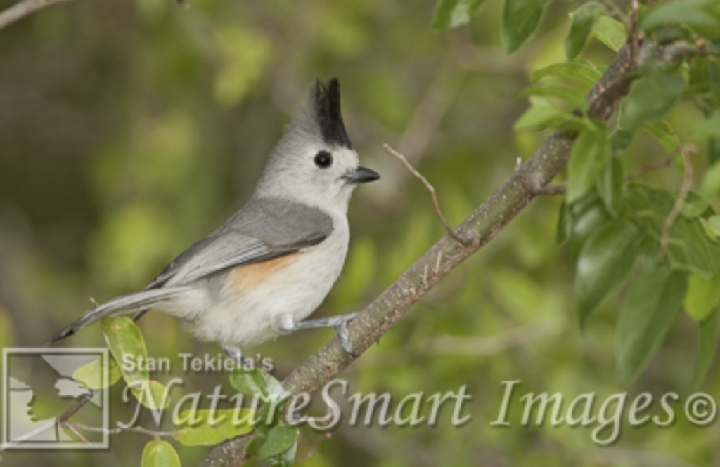 Backyard Bird Count