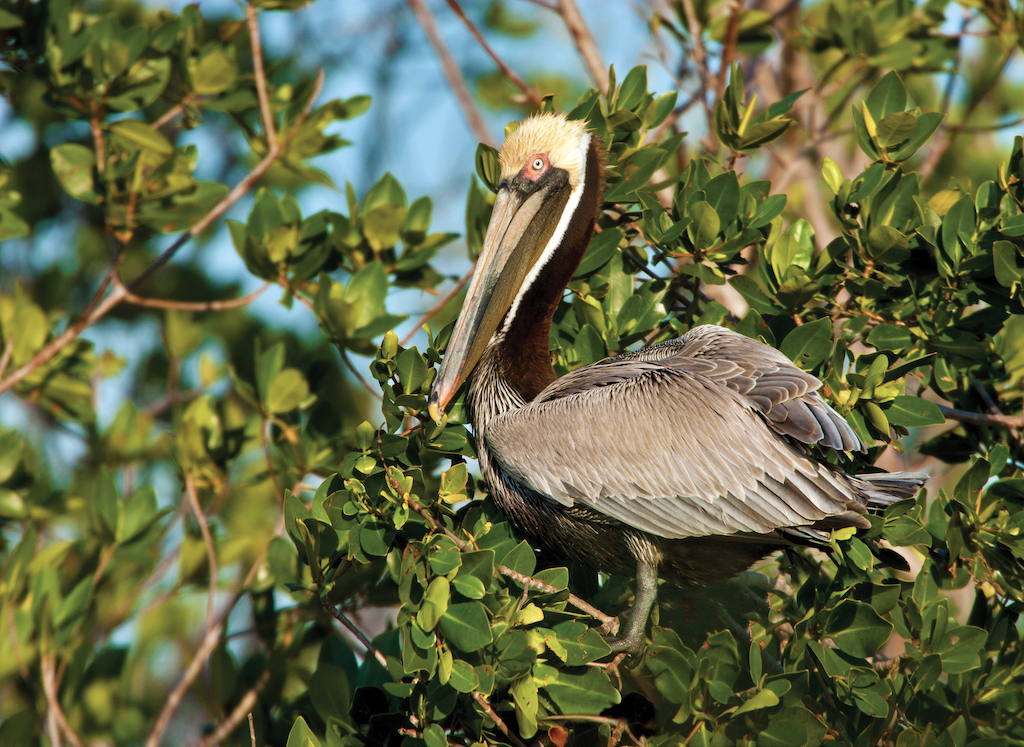 Kids’ Guide to Birds of Texas