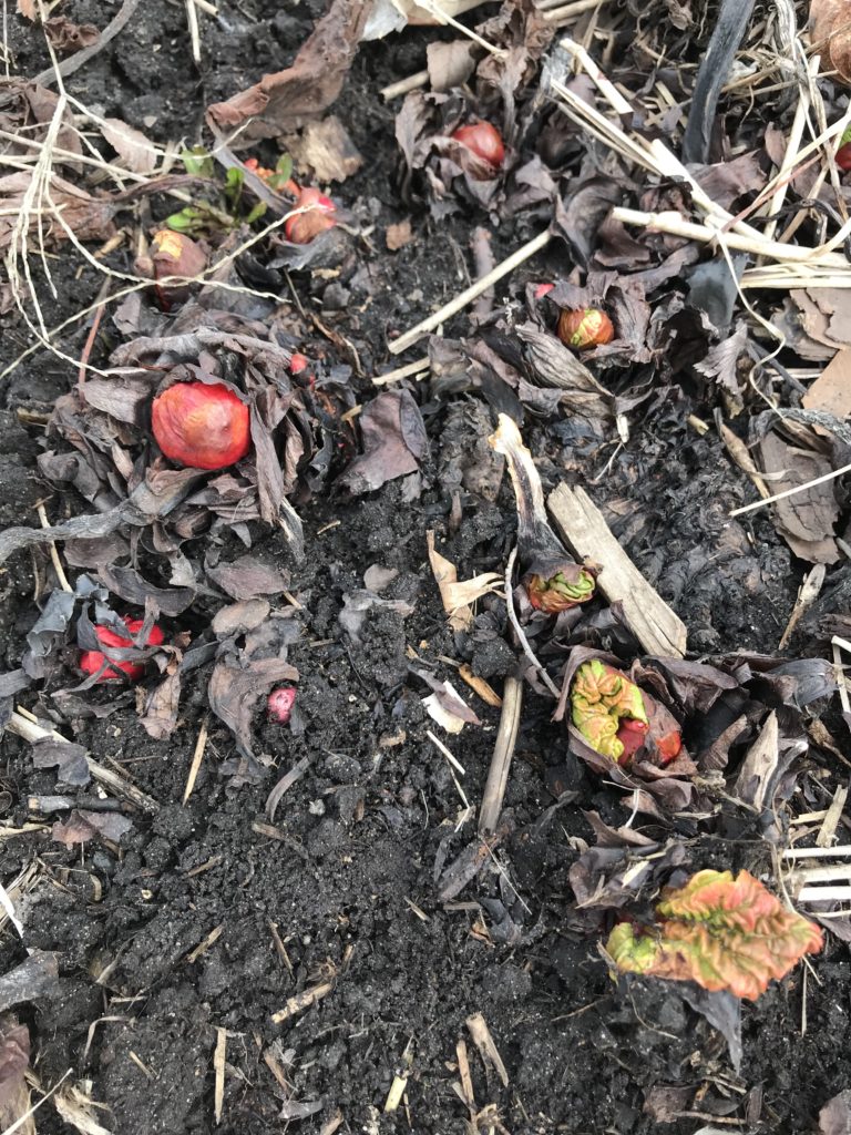 Dividing a Rhubarb plant