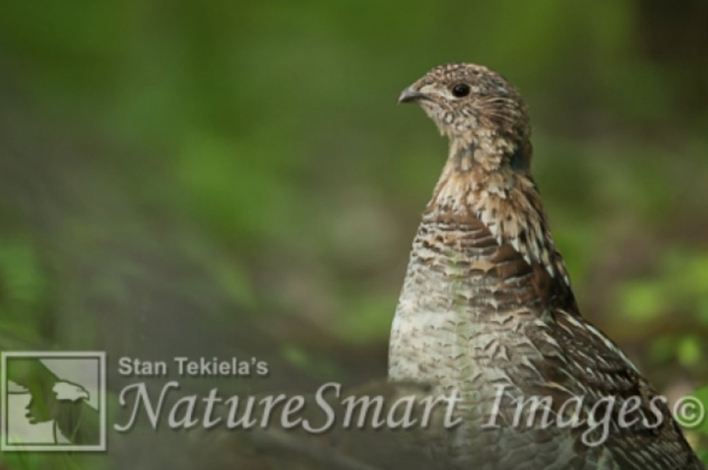 Ruffed Grouse