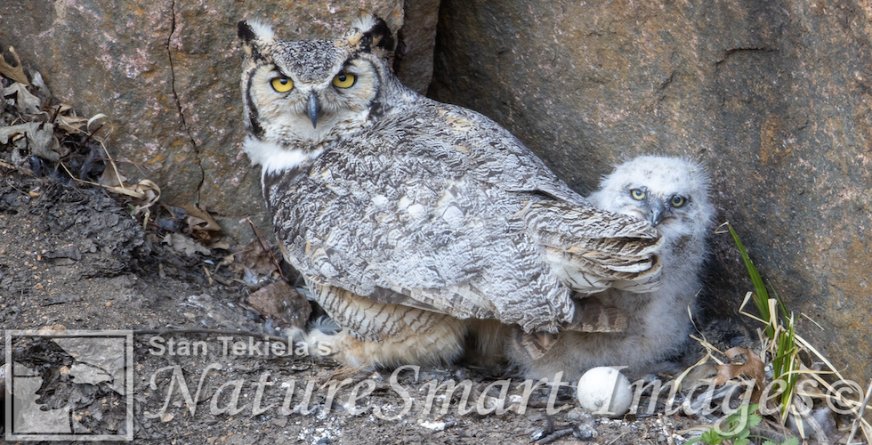 Great Horned Owls banner