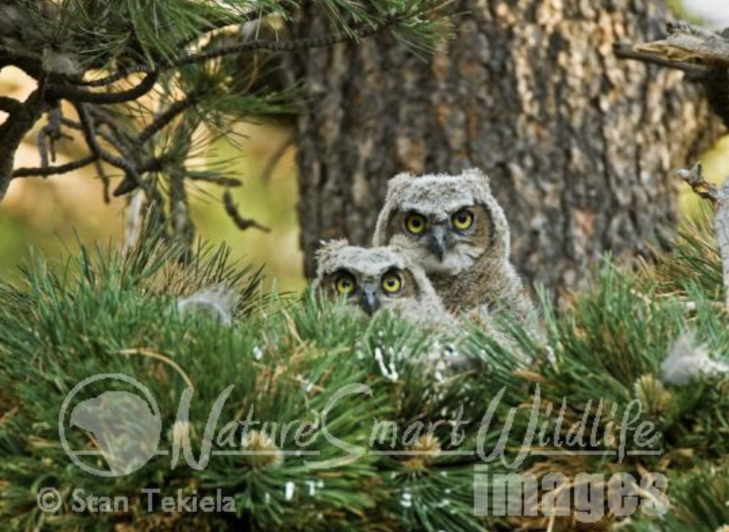 Great Horned Owls