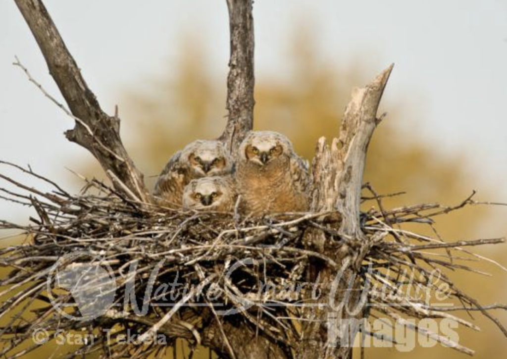 Great Horned owls