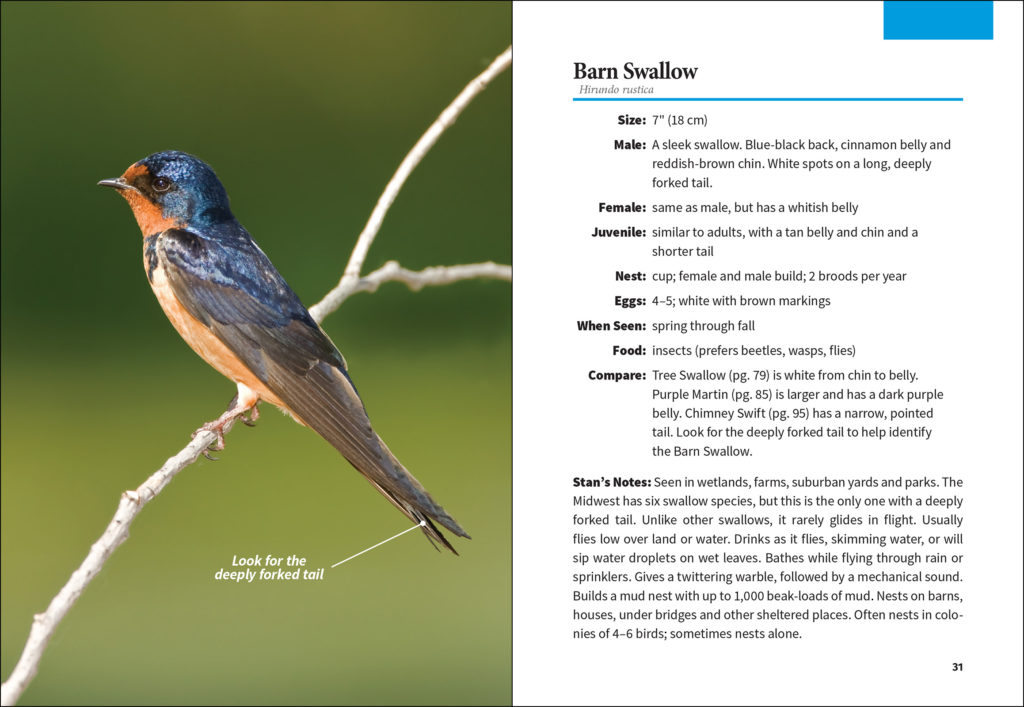 Birding for Beginners 