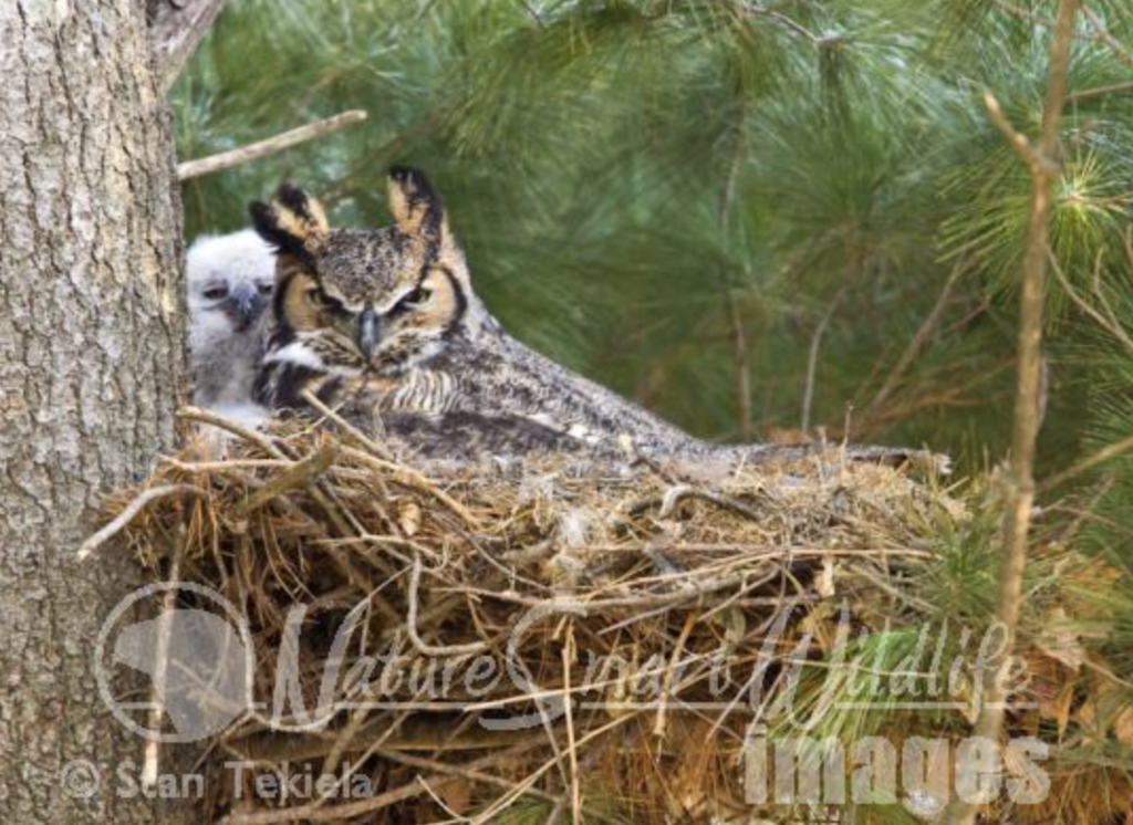 Great Horned Owls