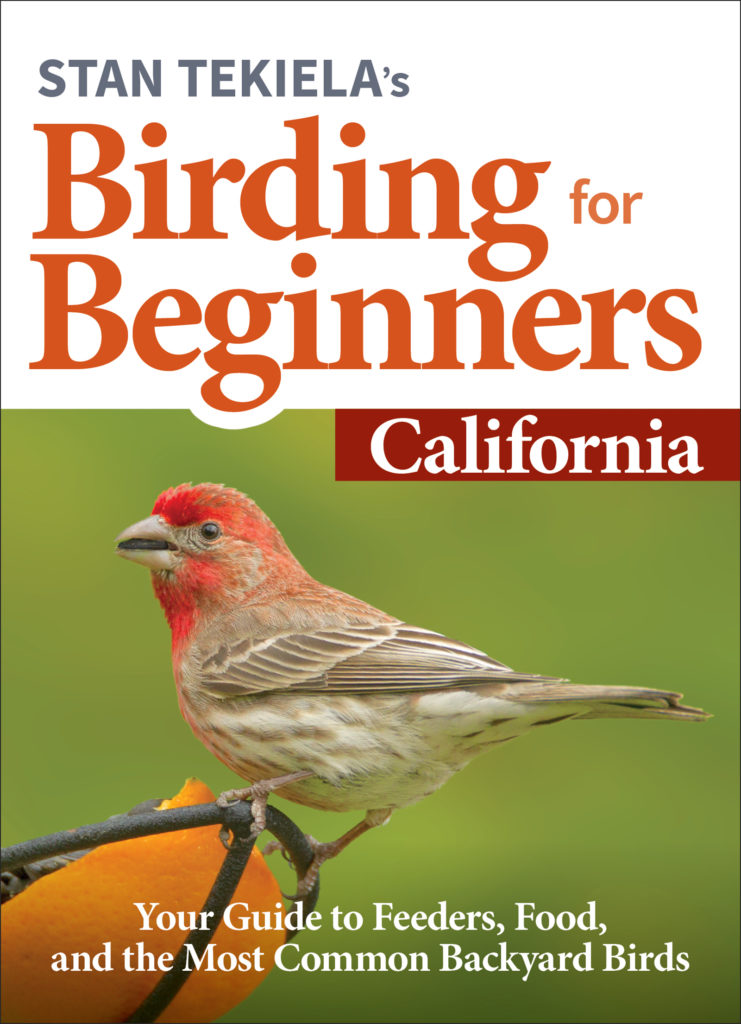 Birding for Beginners California