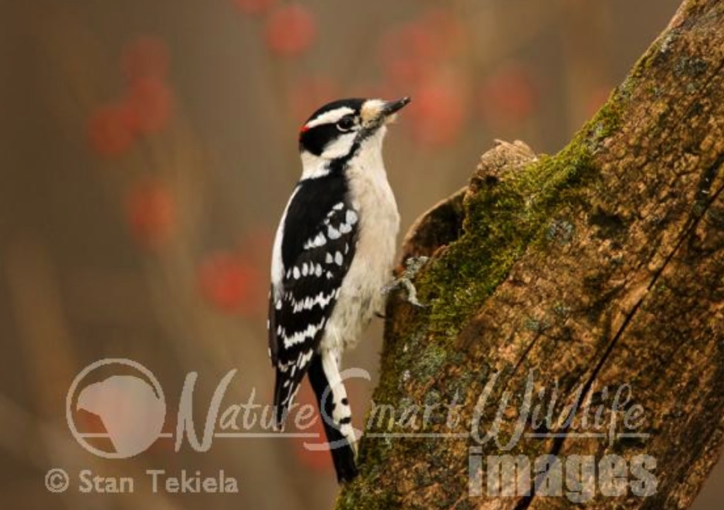 Birding for Beginners California