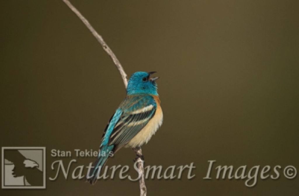 Birding for Beginners California