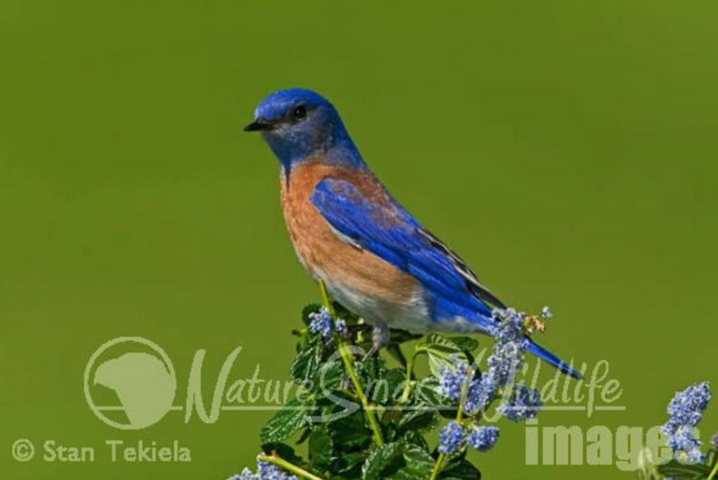 Birding for Beginners California