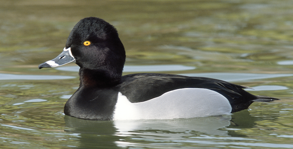 Birds of the Carolinas