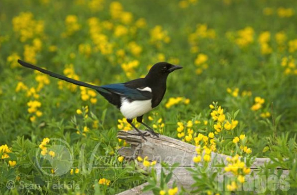 Birding for Beginners Pacific Northwest