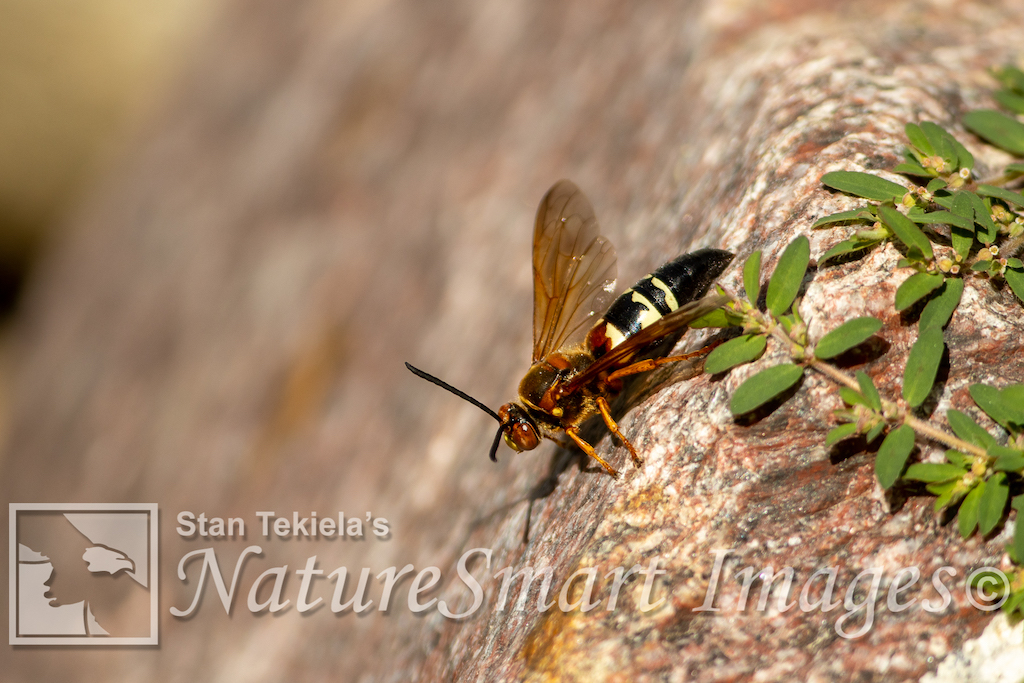 Cicada Killer Wasp