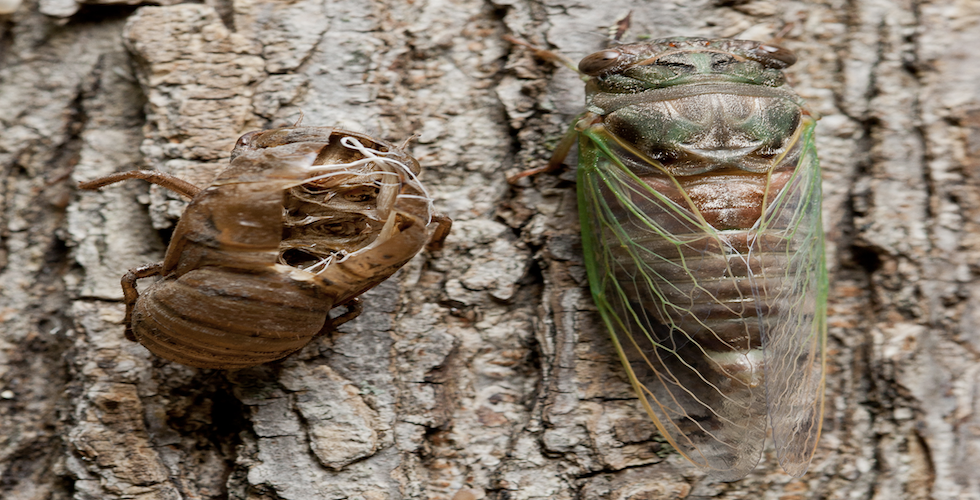 cicadas