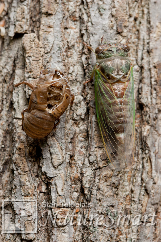 cicadas