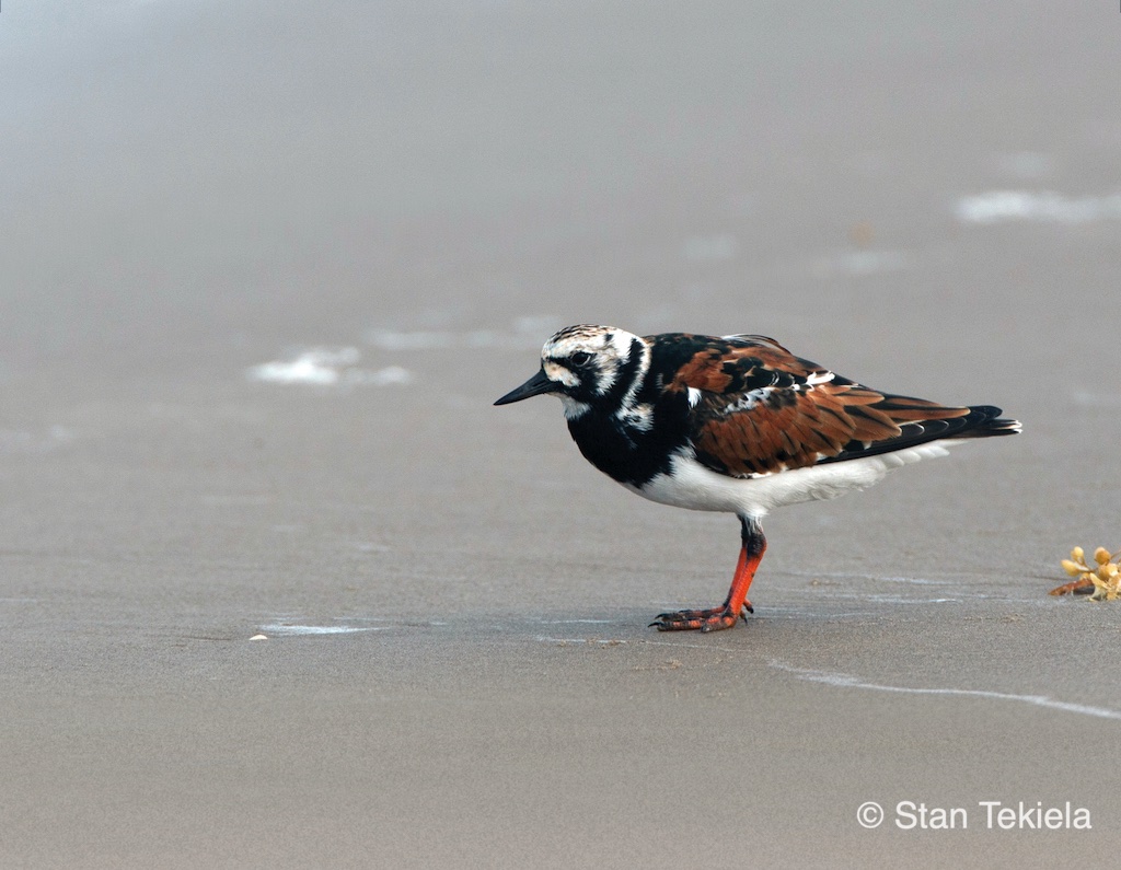 Birds of the Carolinas