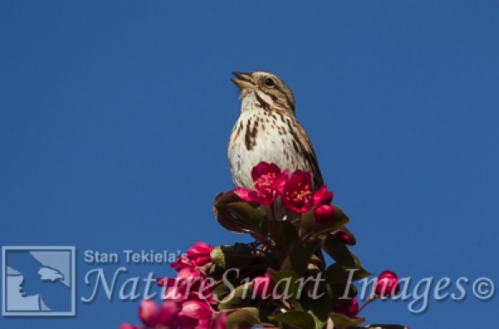 Birding for Beginners Pacific Northwest