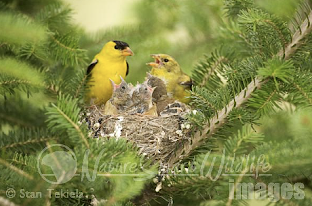 Goldfinch