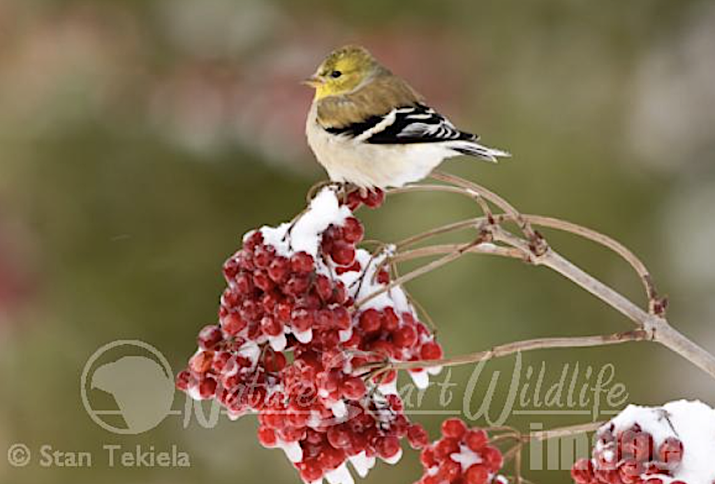 Goldfinch