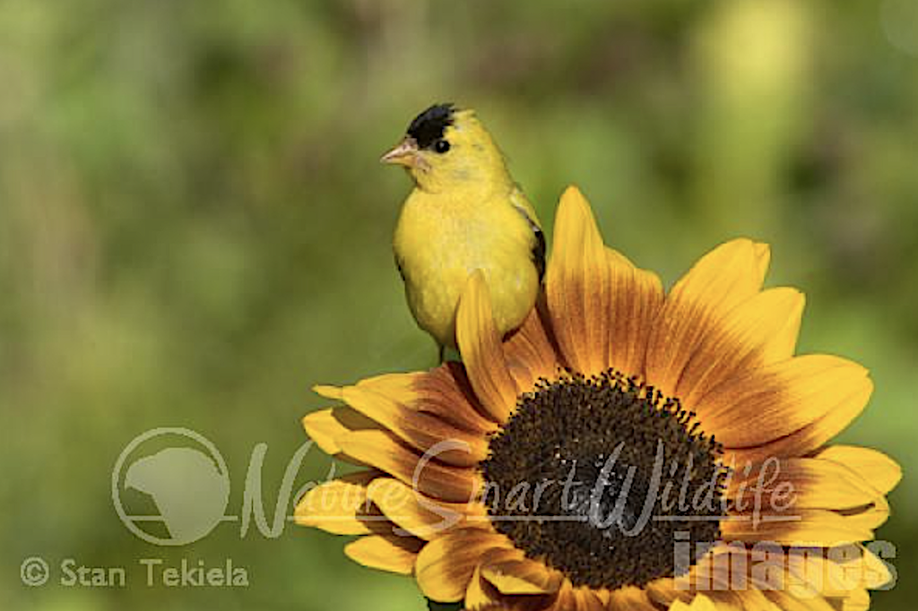 Goldfinch