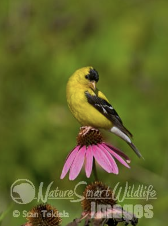 American Goldfinch